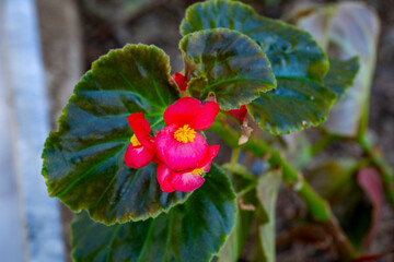 Obraz premium Begonia is a genus of perennial flowering plants in the family Begoniaceae. The genus contains more than 2,000 different plant species. The Begonias are native to moist subtropical and tropical climat