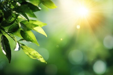 Obraz premium Vibrant green leaves bathed in sunlight