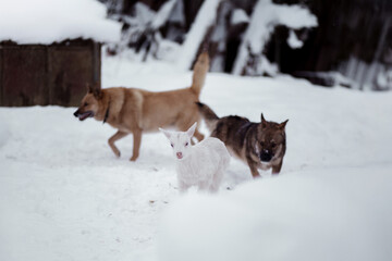 Naklejka premium Dogs and goat play in the snowy forest during winter afternoon near a wooden shelter