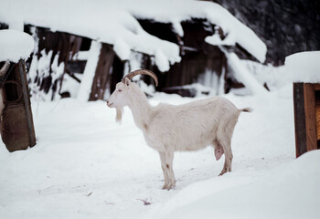 Goat standing in snow near old wooden structures in a winter landscape during daylight