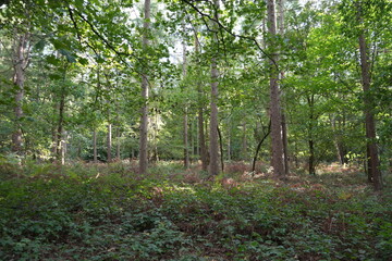 Tranquil Woodland Scene in Clumber Park, Nottinghamshire, England: A Peaceful Countryside Retreat