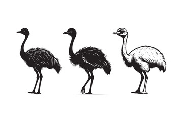 Three stylized drawings of ostriches in black and white