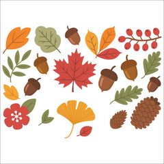 Fototapeta premium Autumn leaves and acorns, collection of fall elements, seasonal illustrations, foliage graphics, harvest vector set, nature design elements, autumn pattern, leaf icons