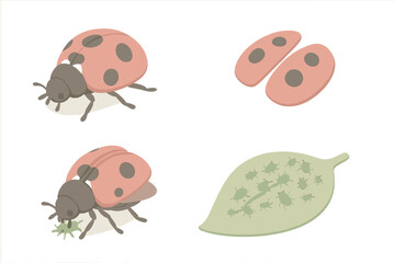 Obraz premium Ladybug Predator Scene. Isometric vector illustration set ladybug spots aphid predator: crawling ladybug beetle, dotted elytra