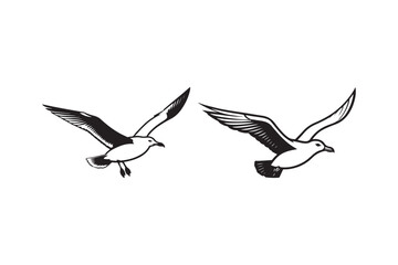 Two seagulls flying together in a sketchy style