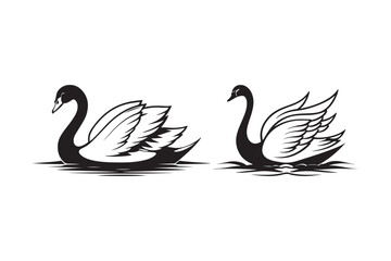 Elegant black swans gracefully floating on water