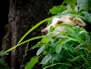 A curious dog peeks through tall grass with alert eyes and playful charm, capturing the essence of innocence, loyalty, and the joyful spirit of man’s best friend in nature.