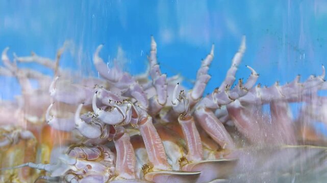 Part of the lobster in running water. Lots of spikes and hooks for self-defense. Macro