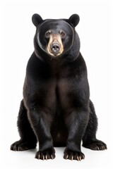 Bear wildlife mammal animal.