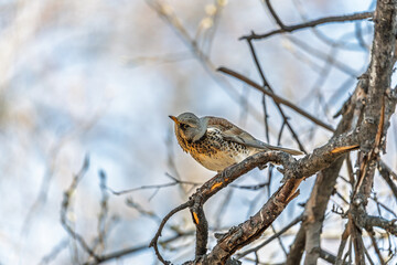 Fieldfare is sitting on branch in winter or autumn on blue sky background.