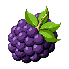 Illustration of fresh grapes, purple grapes, grape vine, fruit, healthy food, and grape leaves