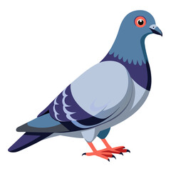Illustration of a pigeon bird drawing vector image of a city dove with wings and feathers isolated on white