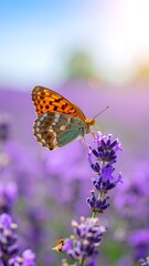 Fototapeta premium Butterfly on lavender field in sunlight