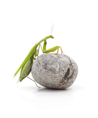 Praying mantis on round stone isolated.