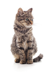 One gray cat looking to the side.