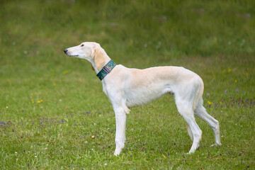 Obraz premium Sighthound dog posing for portrait in nature camp