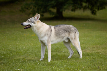 Youth male of czechoslovak wolfdog posing outdoor in nature