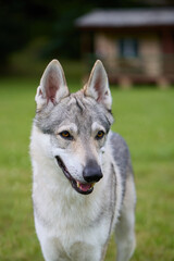 Youth male of czechoslovak wolfdog posing outdoor in nature