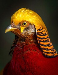 Golden Pheasant portrait