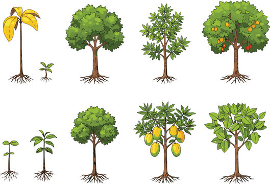 Fruit tree growth stages, seedling to mature tree, banana and mango development, agricultural plant cycle, botanical clipart, nature vector set