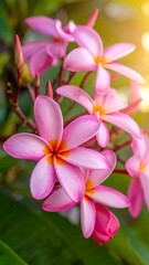 Close-up of vibrant pink plumeria blossoms