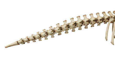 Tail Vertebrae PNG – 3D Render of Marine Mammal Spine Bones Isolated on Transparent Background