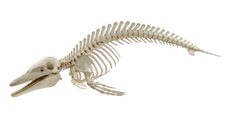 Whale Skeleton PNG – 3D Render of Marine Mammal Bones Isolated on Transparent Background