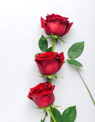 Three vibrant red roses arranged vertically against a plain white background.  Stems and leaves are visible