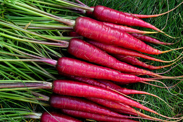 Bunch of bright red organic carrots (Rainbow variety) with green leaves are on the grass lawn in the garden.