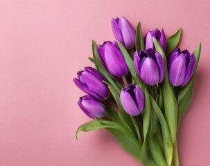Obraz premium A bouquet of vibrant purple tulips on a soft pink background