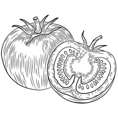 Tomatoes vector. Isolated on white background. Tomato food ingredient. Engraved hand drawn illustration in retro vintage style. Organic food, sauce, dishes component