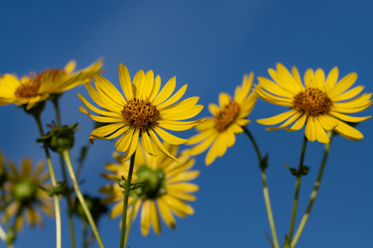 Close-up of a yellow flower (Silphium perfoliatum) shining in the sun and stretching its petals toward the sun. The blue sky is in the background.
