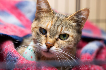 A cute cat is comfortably laying on a pink and blue blanket