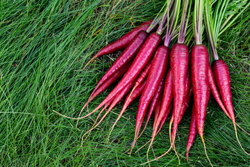 Bunch of bright red organic carrots (Rainbow variety) with green leaves are on the grass lawn in the garden.