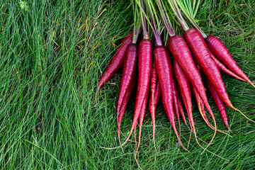 Bunch of bright red organic carrots (Rainbow variety) with green leaves are on the grass lawn in the garden.