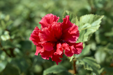 A red flower against a background of blurred green leaves.