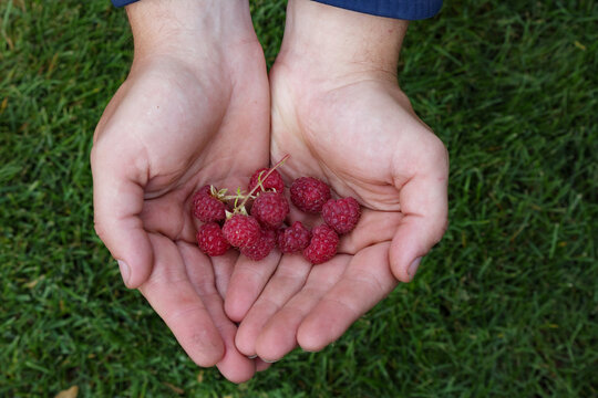 Close-up of a hand holding fresh ripe raspberries outdoors. Harvested red berries against a green grass background. Natural organic food and healthy lifestyle concept.