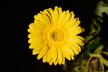 Yellow gerbera close up with dark background.