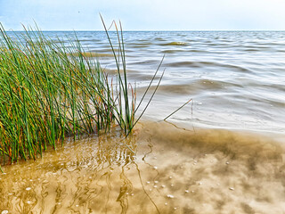 Calm waters meet tall grass along the shoreline at sunset by the lake