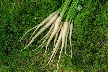 Bunch of white organic carrots (Luna white variety) with green leaves are on the grass lawn in the summer garden.