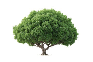 Obraz premium Lush green tree with dense foliage and strong branches on black background, cut out