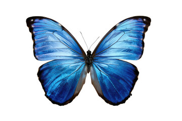 Fototapeta premium A vibrant blue morpho butterfly with spread wings, isolated on a transparent background. background removed
