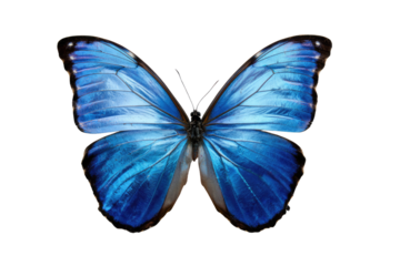 A vibrant blue morpho butterfly with spread wings, isolated on a transparent background. background removed