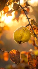Golden quince fruit bathed in sunset glow