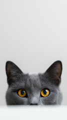 Obraz premium Close-up of gray cat with bright amber eyes peeking over surface. 