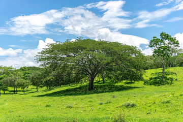 Parota Tree or Agucastle, nacastillo, Nacaxtle, Guanacaste (ciclocarpum entolobio). Open meadow full of lush green fields and beautiful blue sky