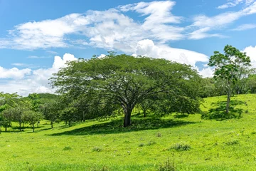 Wandcirkels Gras Parota Tree or Agucastle, nacastillo, Nacaxtle, Guanacaste (ciclocarpum entolobio). Open meadow full of lush green fields and beautiful blue sky  © JuanArnoldo
