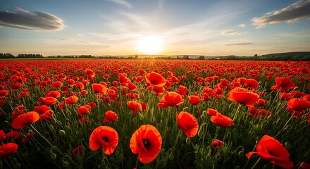 Fototapeta premium Vibrant poppy field under a radiant sunset, picturesque rural scenery