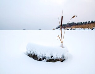 Frozen lake, snowy rock, dried reeds