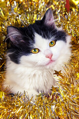 Funny little kitten wrapped in Christmas glitter garland